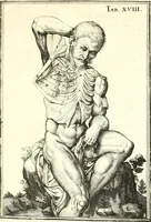 Picture 69 of 141 from Adriani Spigelii ... De humani corporis fabrica libri decem, tabulis XCIIX aeri incisis elegantissimis, nec antehac visis exornati. Serenissimo Ioanni Cornelio Venetiarum duci dicati : opus posthumum : Daniel Bucretius Vratislaviensis Philos. & Medic. D (1632), leaf 510
