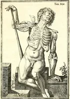 Picture 70 of 141 from Adriani Spigelii ... De humani corporis fabrica libri decem, tabulis XCIIX aeri incisis elegantissimis, nec antehac visis exornati. Serenissimo Ioanni Cornelio Venetiarum duci dicati : opus posthumum : Daniel Bucretius Vratislaviensis Philos. & Medic. D (1632), leaf 512