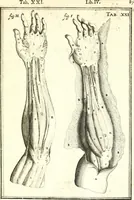 An illustration from Adriani Spigelii ... De humani corporis fabrica libri decem, tabulis XCIIX aeri incisis elegantissimis, nec antehac visis exornati. Serenissimo Ioanni Cornelio Venetiarum duci dicati : opus posthumum : Daniel Bucretius Vratislaviensis Philos. & Medic. D (1632)