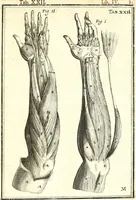 An illustration from Adriani Spigelii ... De humani corporis fabrica libri decem, tabulis XCIIX aeri incisis elegantissimis, nec antehac visis exornati. Serenissimo Ioanni Cornelio Venetiarum duci dicati : opus posthumum : Daniel Bucretius Vratislaviensis Philos. & Medic. D (1632)