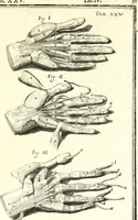 An illustration from Adriani Spigelii ... De humani corporis fabrica libri decem, tabulis XCIIX aeri incisis elegantissimis, nec antehac visis exornati. Serenissimo Ioanni Cornelio Venetiarum duci dicati : opus posthumum : Daniel Bucretius Vratislaviensis Philos. & Medic. D (1632)
