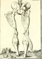 An illustration from Adriani Spigelii ... De humani corporis fabrica libri decem, tabulis XCIIX aeri incisis elegantissimis, nec antehac visis exornati. Serenissimo Ioanni Cornelio Venetiarum duci dicati : opus posthumum : Daniel Bucretius Vratislaviensis Philos. & Medic. D (1632)