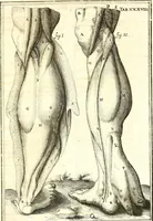 An illustration from Adriani Spigelii ... De humani corporis fabrica libri decem, tabulis XCIIX aeri incisis elegantissimis, nec antehac visis exornati. Serenissimo Ioanni Cornelio Venetiarum duci dicati : opus posthumum : Daniel Bucretius Vratislaviensis Philos. & Medic. D (1632)