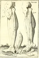 An illustration from Adriani Spigelii ... De humani corporis fabrica libri decem, tabulis XCIIX aeri incisis elegantissimis, nec antehac visis exornati. Serenissimo Ioanni Cornelio Venetiarum duci dicati : opus posthumum : Daniel Bucretius Vratislaviensis Philos. & Medic. D (1632)