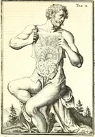Picture 96 of 141 from Adriani Spigelii ... De humani corporis fabrica libri decem, tabulis XCIIX aeri incisis elegantissimis, nec antehac visis exornati. Serenissimo Ioanni Cornelio Venetiarum duci dicati : opus posthumum : Daniel Bucretius Vratislaviensis Philos. & Medic. D (1632), leaf 564