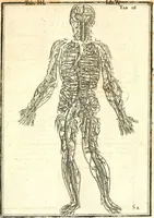 An illustration from Adriani Spigelii ... De humani corporis fabrica libri decem, tabulis XCIIX aeri incisis elegantissimis, nec antehac visis exornati. Serenissimo Ioanni Cornelio Venetiarum duci dicati : opus posthumum : Daniel Bucretius Vratislaviensis Philos. & Medic. D (1632)