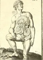 An illustration from Adriani Spigelii ... De humani corporis fabrica libri decem, tabulis XCIIX aeri incisis elegantissimis, nec antehac visis exornati. Serenissimo Ioanni Cornelio Venetiarum duci dicati : opus posthumum : Daniel Bucretius Vratislaviensis Philos. & Medic. D (1632)