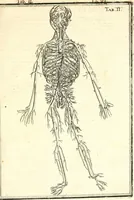 An illustration from Adriani Spigelii ... De humani corporis fabrica libri decem, tabulis XCIIX aeri incisis elegantissimis, nec antehac visis exornati. Serenissimo Ioanni Cornelio Venetiarum duci dicati : opus posthumum : Daniel Bucretius Vratislaviensis Philos. & Medic. D (1632)