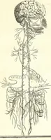 An illustration from Adriani Spigelii ... De humani corporis fabrica libri decem, tabulis XCIIX aeri incisis elegantissimis, nec antehac visis exornati. Serenissimo Ioanni Cornelio Venetiarum duci dicati : opus posthumum : Daniel Bucretius Vratislaviensis Philos. & Medic. D (1632)