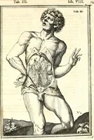 An illustration from Adriani Spigelii ... De humani corporis fabrica libri decem, tabulis XCIIX aeri incisis elegantissimis, nec antehac visis exornati. Serenissimo Ioanni Cornelio Venetiarum duci dicati : opus posthumum : Daniel Bucretius Vratislaviensis Philos. & Medic. D (1632)
