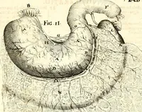 Picture 106 of 141 from Adriani Spigelii ... De humani corporis fabrica libri decem, tabulis XCIIX aeri incisis elegantissimis, nec antehac visis exornati. Serenissimo Ioanni Cornelio Venetiarum duci dicati : opus posthumum : Daniel Bucretius Vratislaviensis Philos. & Medic. D (1632), leaf 586