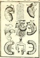 Picture 108 of 141 from Adriani Spigelii ... De humani corporis fabrica libri decem, tabulis XCIIX aeri incisis elegantissimis, nec antehac visis exornati. Serenissimo Ioanni Cornelio Venetiarum duci dicati : opus posthumum : Daniel Bucretius Vratislaviensis Philos. & Medic. D (1632), leaf 588