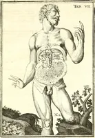 Picture 110 of 141 from Adriani Spigelii ... De humani corporis fabrica libri decem, tabulis XCIIX aeri incisis elegantissimis, nec antehac visis exornati. Serenissimo Ioanni Cornelio Venetiarum duci dicati : opus posthumum : Daniel Bucretius Vratislaviensis Philos. & Medic. D (1632), leaf 592