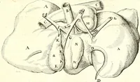 An illustration from Adriani Spigelii ... De humani corporis fabrica libri decem, tabulis XCIIX aeri incisis elegantissimis, nec antehac visis exornati. Serenissimo Ioanni Cornelio Venetiarum duci dicati : opus posthumum : Daniel Bucretius Vratislaviensis Philos. & Medic. D (1632)