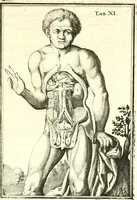 Picture 115 of 141 from Adriani Spigelii ... De humani corporis fabrica libri decem, tabulis XCIIX aeri incisis elegantissimis, nec antehac visis exornati. Serenissimo Ioanni Cornelio Venetiarum duci dicati : opus posthumum : Daniel Bucretius Vratislaviensis Philos. & Medic. D (1632), leaf 600