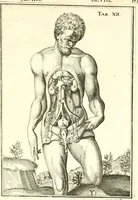 Picture 116 of 141 from Adriani Spigelii ... De humani corporis fabrica libri decem, tabulis XCIIX aeri incisis elegantissimis, nec antehac visis exornati. Serenissimo Ioanni Cornelio Venetiarum duci dicati : opus posthumum : Daniel Bucretius Vratislaviensis Philos. & Medic. D (1632), leaf 602