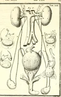An illustration from Adriani Spigelii ... De humani corporis fabrica libri decem, tabulis XCIIX aeri incisis elegantissimis, nec antehac visis exornati. Serenissimo Ioanni Cornelio Venetiarum duci dicati : opus posthumum : Daniel Bucretius Vratislaviensis Philos. & Medic. D (1632)