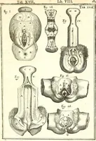 An illustration from Adriani Spigelii ... De humani corporis fabrica libri decem, tabulis XCIIX aeri incisis elegantissimis, nec antehac visis exornati. Serenissimo Ioanni Cornelio Venetiarum duci dicati : opus posthumum : Daniel Bucretius Vratislaviensis Philos. & Medic. D (1632)