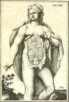 Picture 122 of 141 from Adriani Spigelii ... De humani corporis fabrica libri decem, tabulis XCIIX aeri incisis elegantissimis, nec antehac visis exornati. Serenissimo Ioanni Cornelio Venetiarum duci dicati : opus posthumum : Daniel Bucretius Vratislaviensis Philos. & Medic. D (1632), leaf 614
