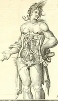 An illustration from Adriani Spigelii ... De humani corporis fabrica libri decem, tabulis XCIIX aeri incisis elegantissimis, nec antehac visis exornati. Serenissimo Ioanni Cornelio Venetiarum duci dicati : opus posthumum : Daniel Bucretius Vratislaviensis Philos. & Medic. D (1632)