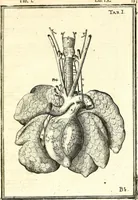 Picture 126 of 141 from Adriani Spigelii ... De humani corporis fabrica libri decem, tabulis XCIIX aeri incisis elegantissimis, nec antehac visis exornati. Serenissimo Ioanni Cornelio Venetiarum duci dicati : opus posthumum : Daniel Bucretius Vratislaviensis Philos. & Medic. D (1632), leaf 622