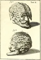 Picture 129 of 141 from Adriani Spigelii ... De humani corporis fabrica libri decem, tabulis XCIIX aeri incisis elegantissimis, nec antehac visis exornati. Serenissimo Ioanni Cornelio Venetiarum duci dicati : opus posthumum : Daniel Bucretius Vratislaviensis Philos. & Medic. D (1632), leaf 628