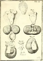 Picture 136 of 141 from Adriani Spigelii ... De humani corporis fabrica libri decem, tabulis XCIIX aeri incisis elegantissimis, nec antehac visis exornati. Serenissimo Ioanni Cornelio Venetiarum duci dicati : opus posthumum : Daniel Bucretius Vratislaviensis Philos. & Medic. D (1632), leaf 642