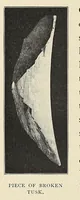 Picture 7 of 16 from The adventures of an elephant hunter (1912), leaf 124