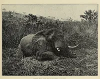 An illustration from The adventures of an elephant hunter (1912)