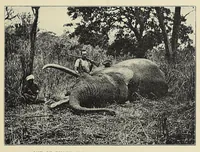 An illustration from The adventures of an elephant hunter (1912)