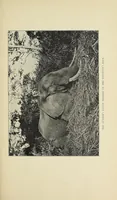Picture 12 of 16 from The adventures of an elephant hunter (1912), leaf 213
