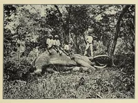 An illustration from The adventures of an elephant hunter (1912)