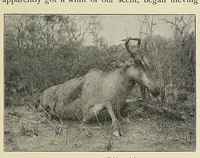 Picture 16 of 16 from The adventures of an elephant hunter (1912), leaf 325