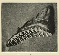An illustration from The adventures of an elephant hunter (1912)