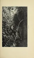 An illustration from The adventures of an elephant hunter (1912)
