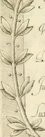 Picture 61 of 84 from Aedes Barberinae ad Quirinalem (1642), leaf 155