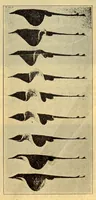 An illustration from Aeronautical world (1902)