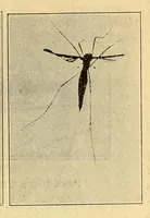 An illustration from Aeronautical world (1902)