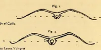 Picture 13 of 16 from Aeronautical world (1902), leaf 293