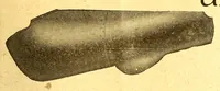 An illustration from The Aeroplane (1911)