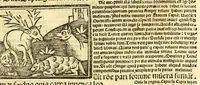 An illustration from Aesopi fabvlae cvm vvlgari interpretatione : et figuris nouissime omni cura, & diligentia emendatae (1557)