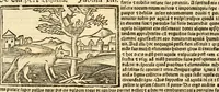 Picture 9 of 43 from Aesopi fabvlae cvm vvlgari interpretatione : et figuris nouissime omni cura, & diligentia emendatae (1557), leaf 30