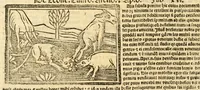 An illustration from Aesopi fabvlae cvm vvlgari interpretatione : et figuris nouissime omni cura, & diligentia emendatae (1557)