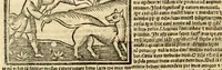 An illustration from Aesopi fabvlae cvm vvlgari interpretatione : et figuris nouissime omni cura, & diligentia emendatae (1557)