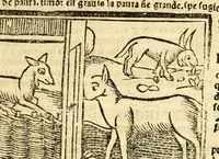 Picture 19 of 43 from Aesopi fabvlae cvm vvlgari interpretatione : et figuris nouissime omni cura, & diligentia emendatae (1557), leaf 43