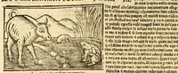 An illustration from Aesopi fabvlae cvm vvlgari interpretatione : et figuris nouissime omni cura, & diligentia emendatae (1557)
