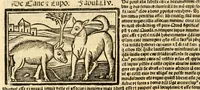 An illustration from Aesopi fabvlae cvm vvlgari interpretatione : et figuris nouissime omni cura, & diligentia emendatae (1557)