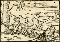 Picture 39 of 145 from Aesopi Phrigis Et Aliorvm Fabvlae. : Elegantissimis Iconibus illustratæ, & diligentius quàm antehac emendatæ (1554), leaf 146