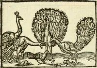 Picture 54 of 145 from Aesopi Phrigis Et Aliorvm Fabvlae. : Elegantissimis Iconibus illustratæ, & diligentius quàm antehac emendatæ (1554), leaf 161