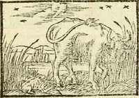 Picture 56 of 145 from Aesopi Phrigis Et Aliorvm Fabvlae. : Elegantissimis Iconibus illustratæ, & diligentius quàm antehac emendatæ (1554), leaf 163